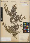 Foto von Salix purpurea L. x Salix repens L.